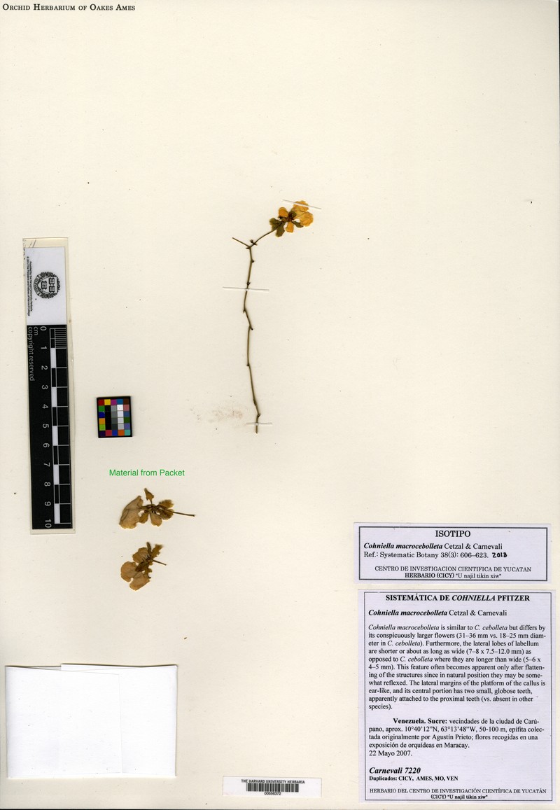 Trichocentrum macrocebolletum