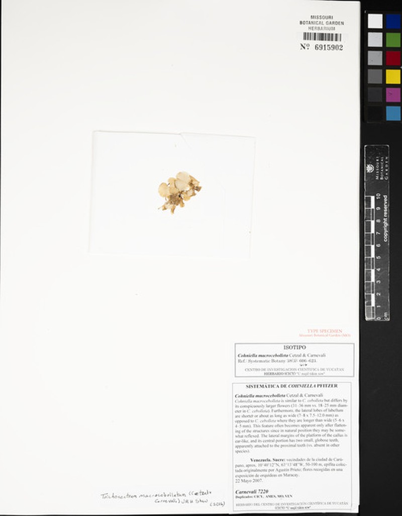 Trichocentrum macrocebolletum photo 2