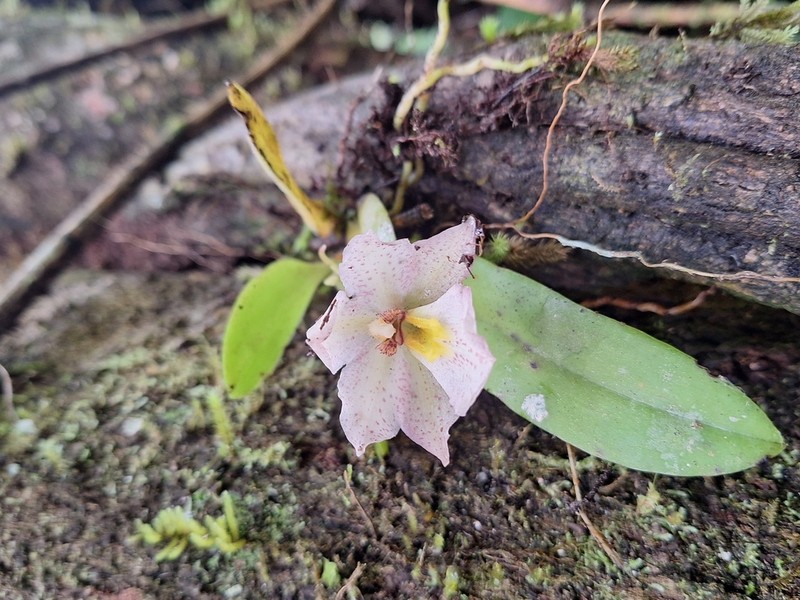 Cape Sable Orchid
