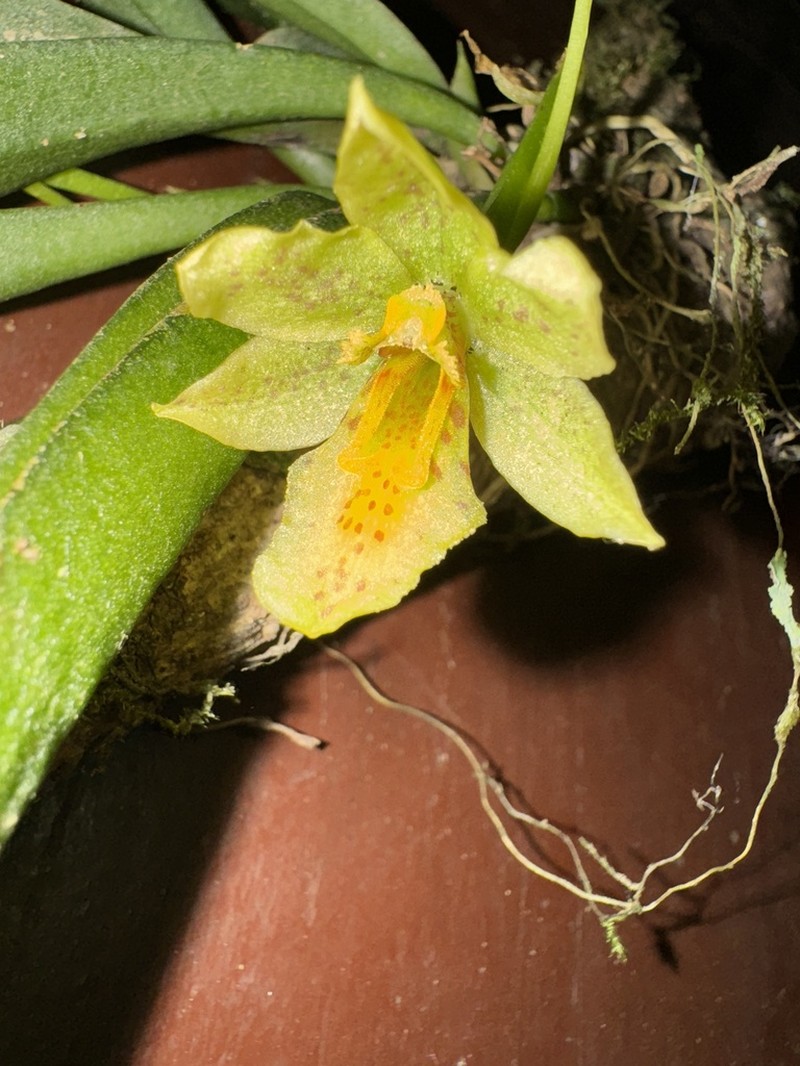 Cape Sable Orchid photo 2