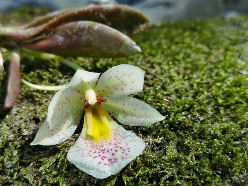 Cape Sable Orchid photo 3