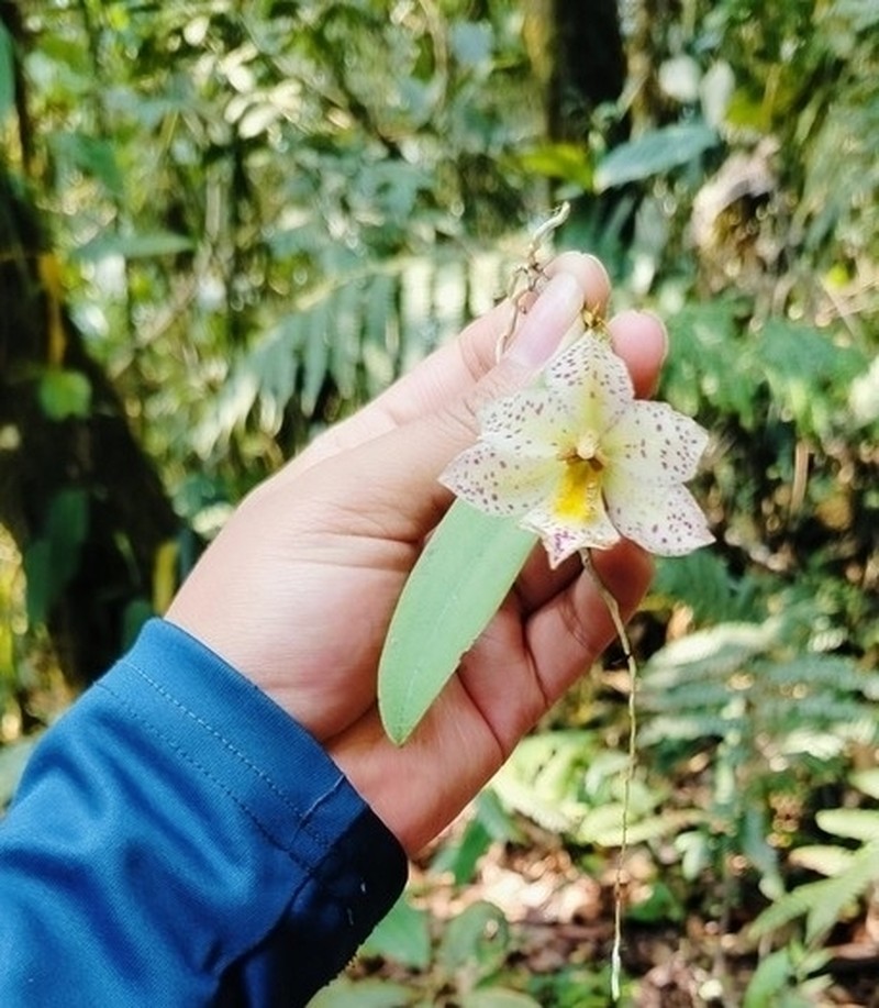 Cape Sable Orchid photo 4