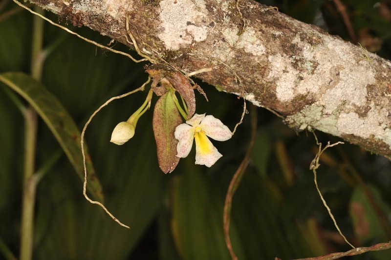Cape Sable Orchid photo 5