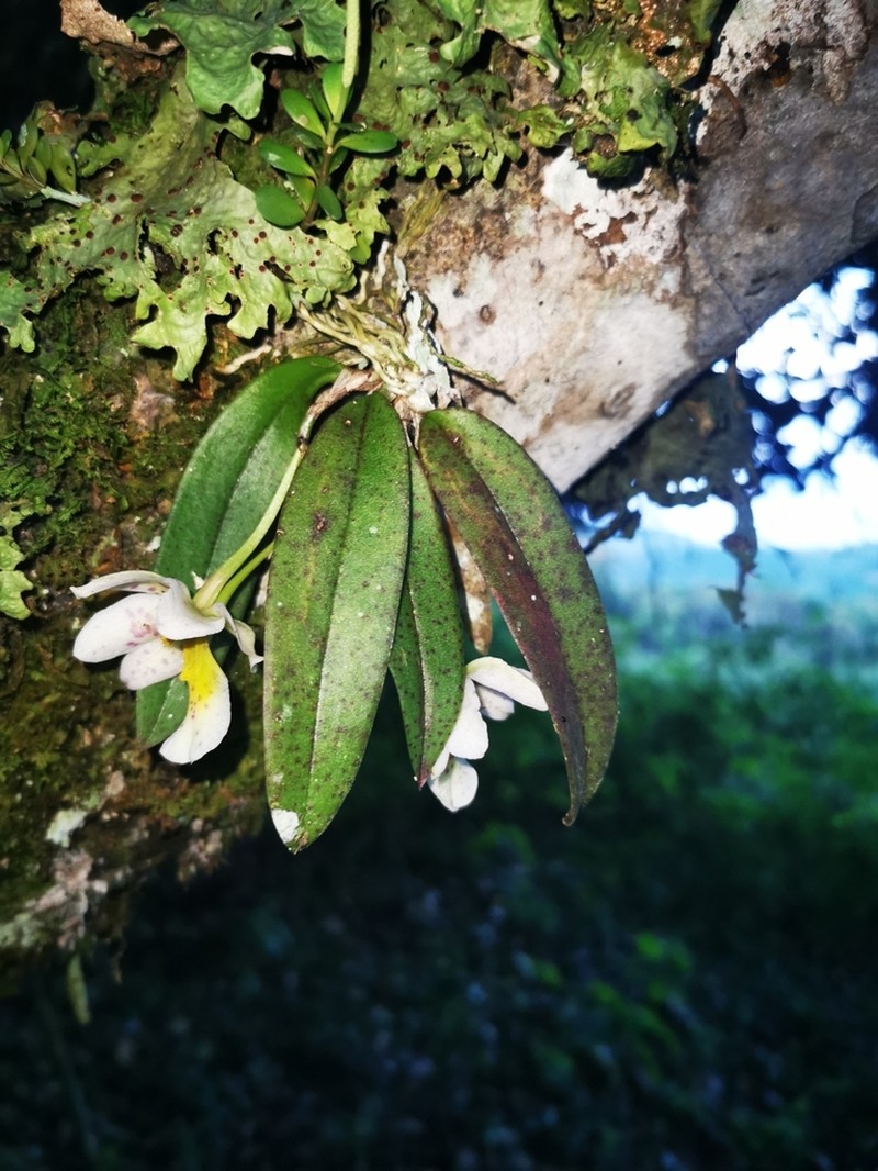 Cape Sable Orchid photo 6
