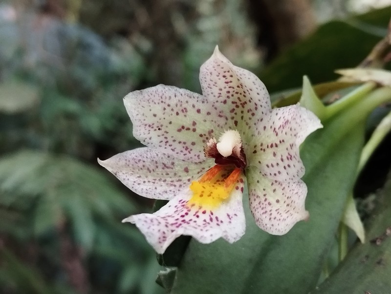 Cape Sable Orchid photo 7