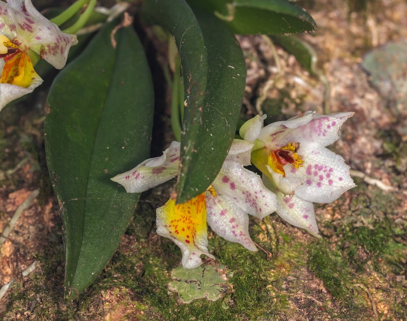 Cape Sable Orchid photo 8