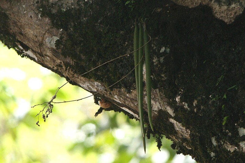 Trichocentrum ultrajectinum