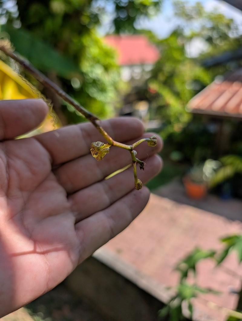 Trichocentrum ultrajectinum photo 2