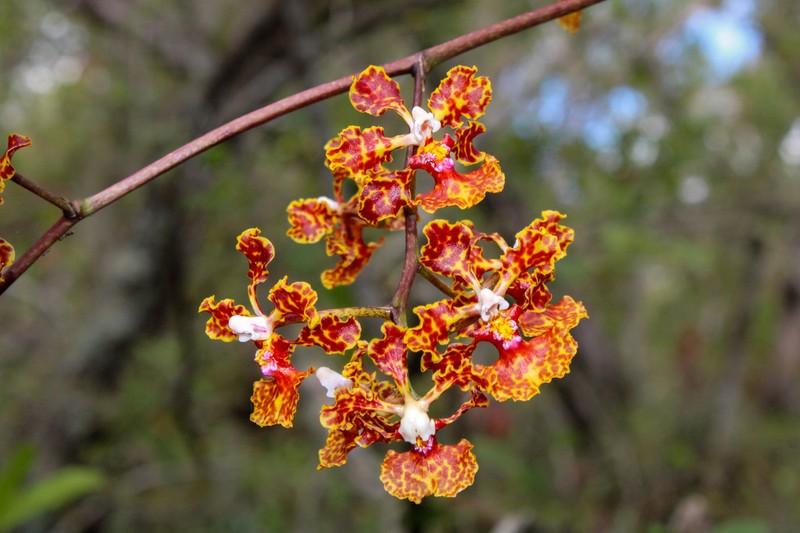 Trichocentrum undulatum photo 2