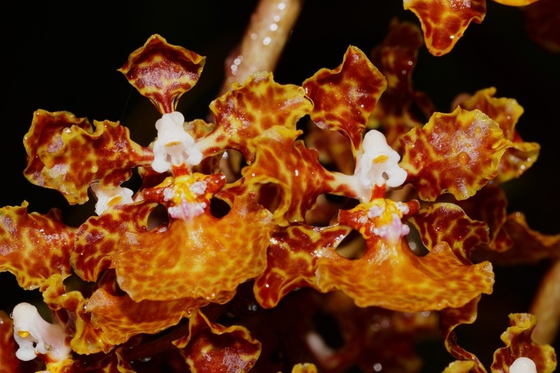 Trichocentrum undulatum photo 3