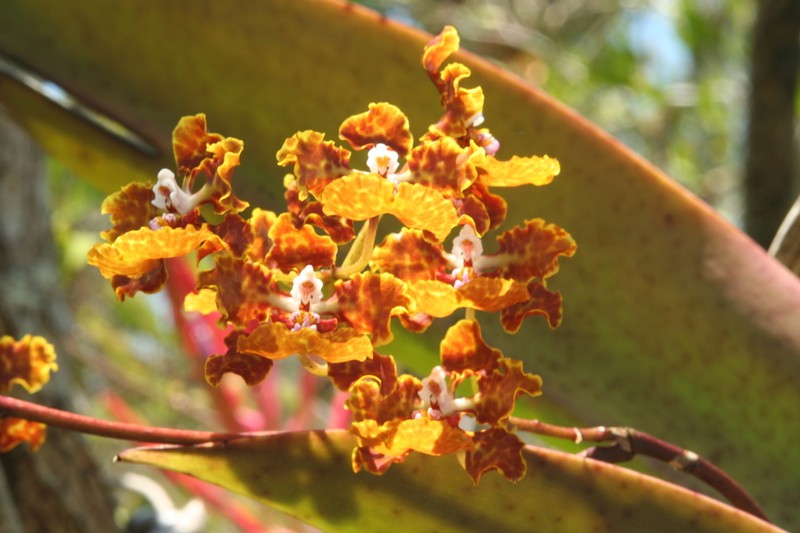 Trichocentrum undulatum photo 4