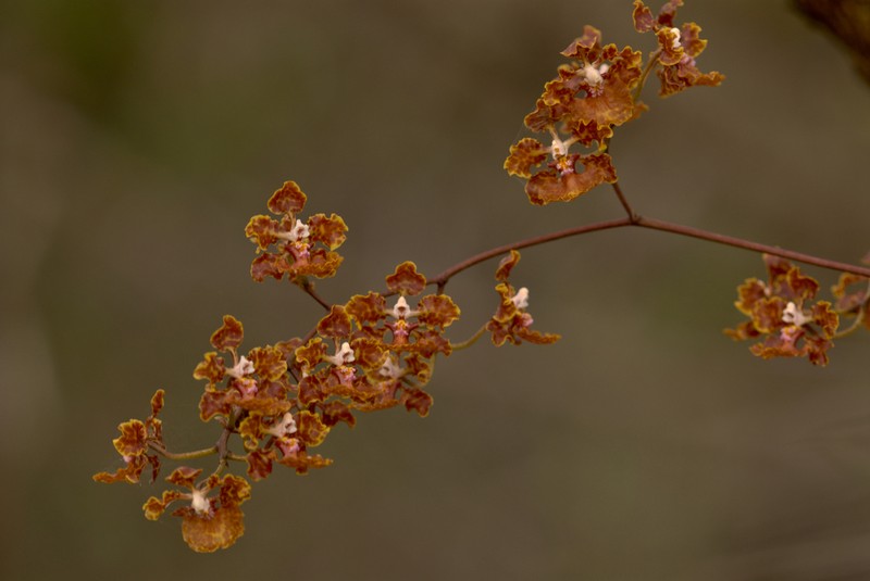 Trichocentrum undulatum photo 5