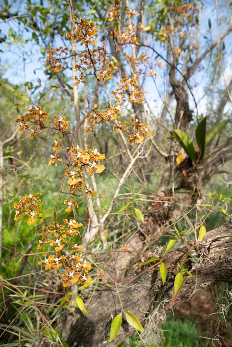 Trichocentrum undulatum photo 6