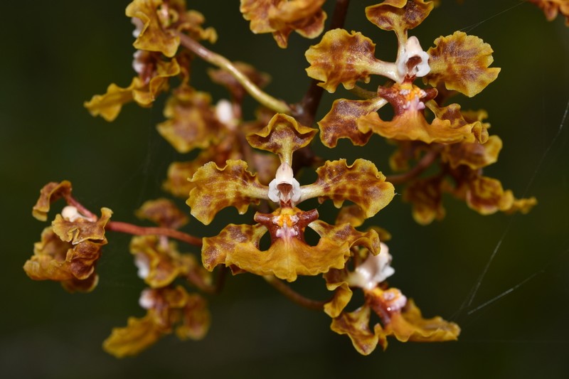 Trichocentrum undulatum photo 8