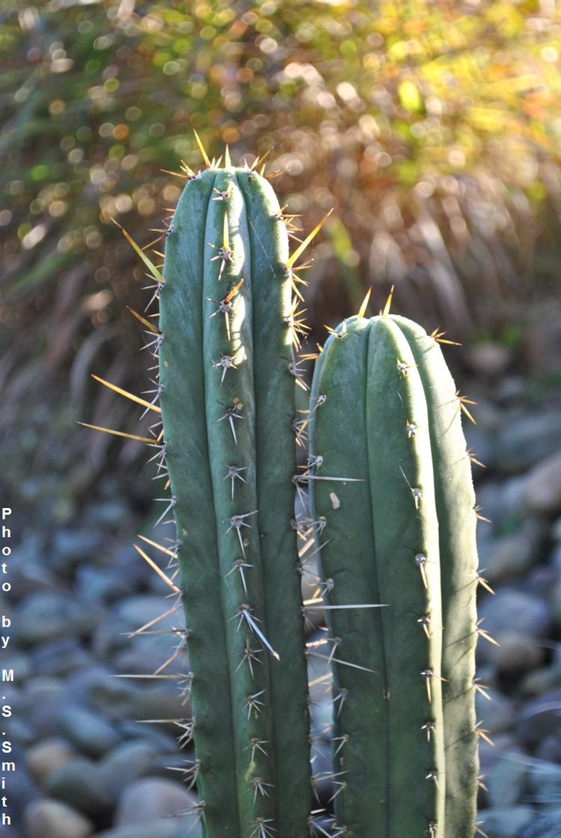 Trichocereus uyupampensis
