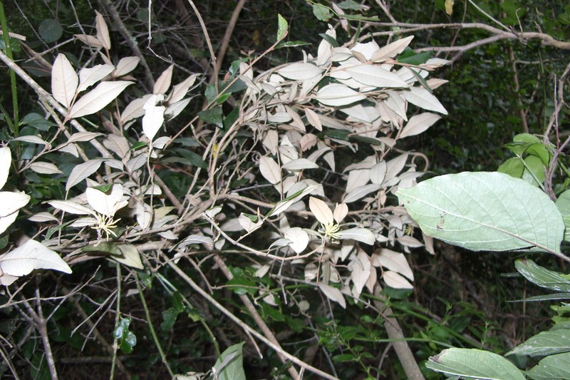 Trichocladus ellipticus subsp. ellipticus