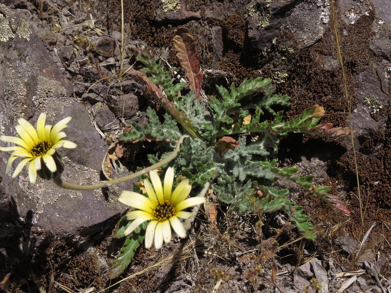 Trichocline aurea