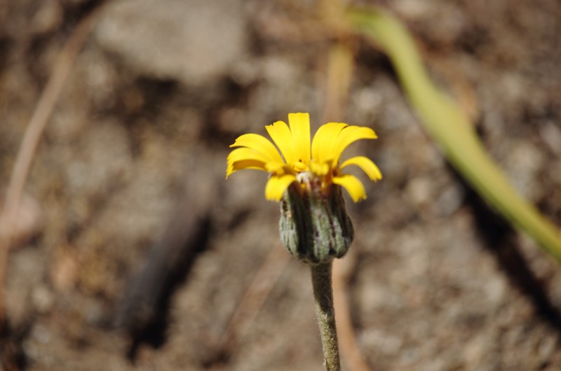 Trichocline aurea photo 2