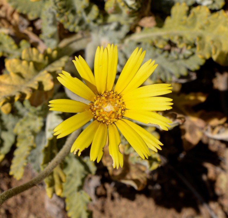 Trichocline aurea photo 3