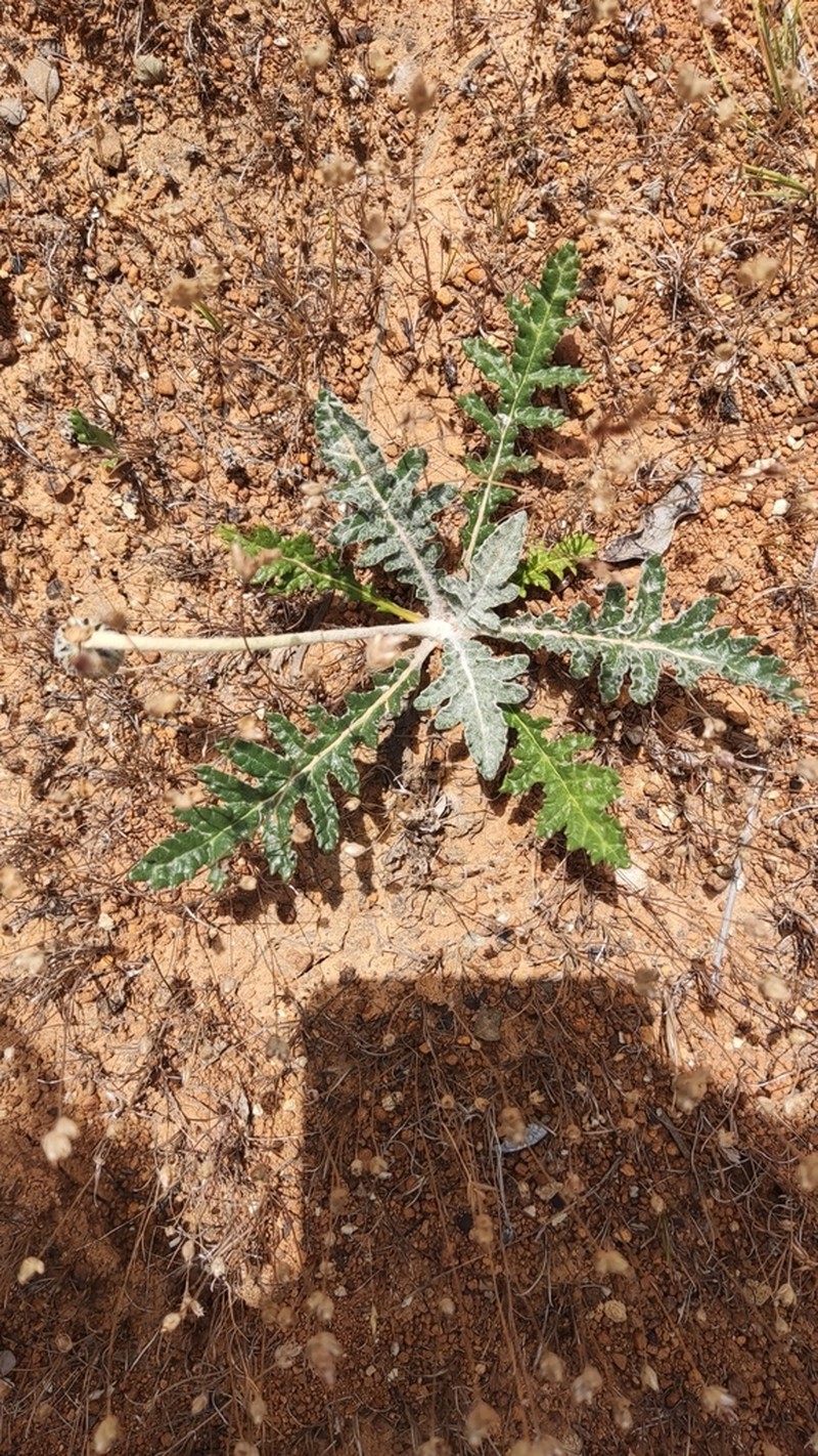 Trichocline aurea photo 4