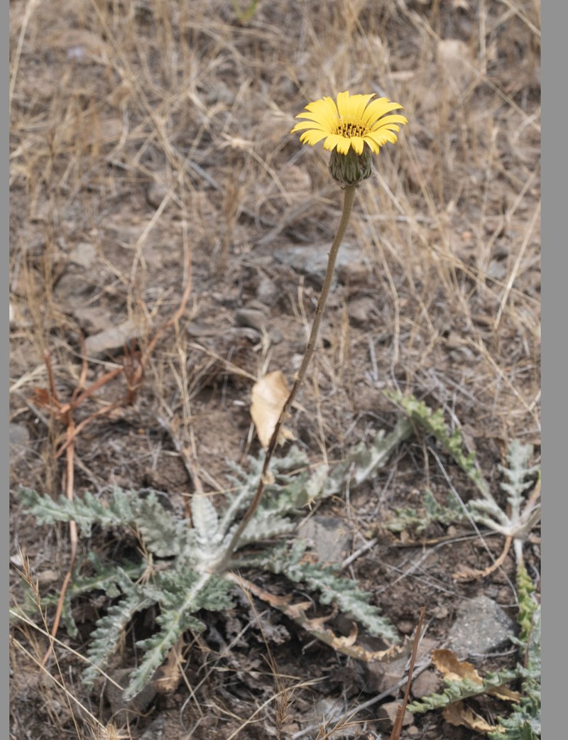 Trichocline aurea photo 5