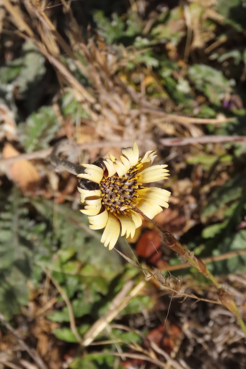 Trichocline aurea photo 6