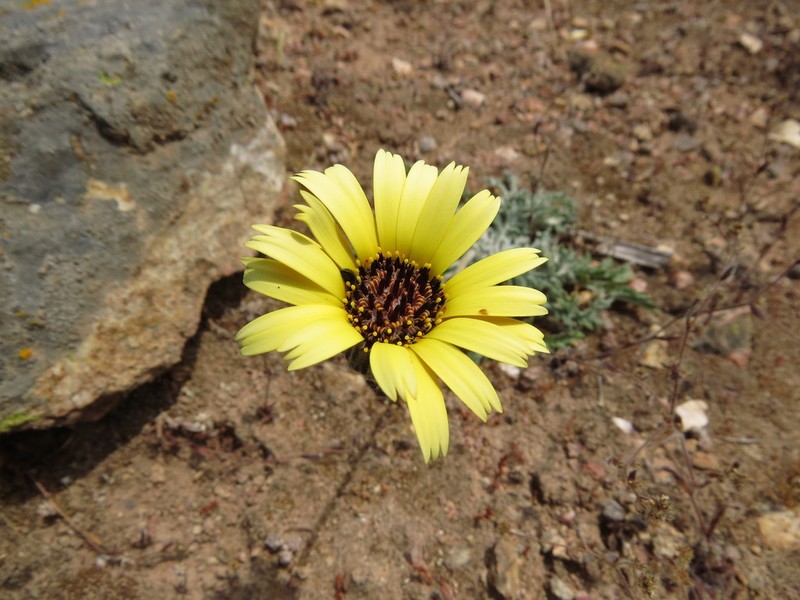 Trichocline aurea photo 8