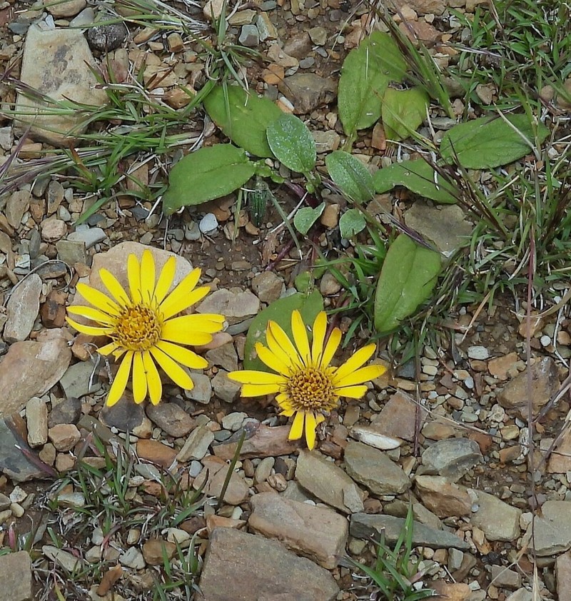 Trichocline auriculata