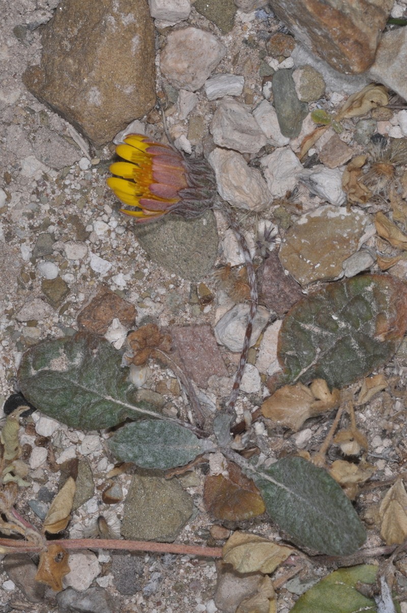 Trichocline auriculata photo 2