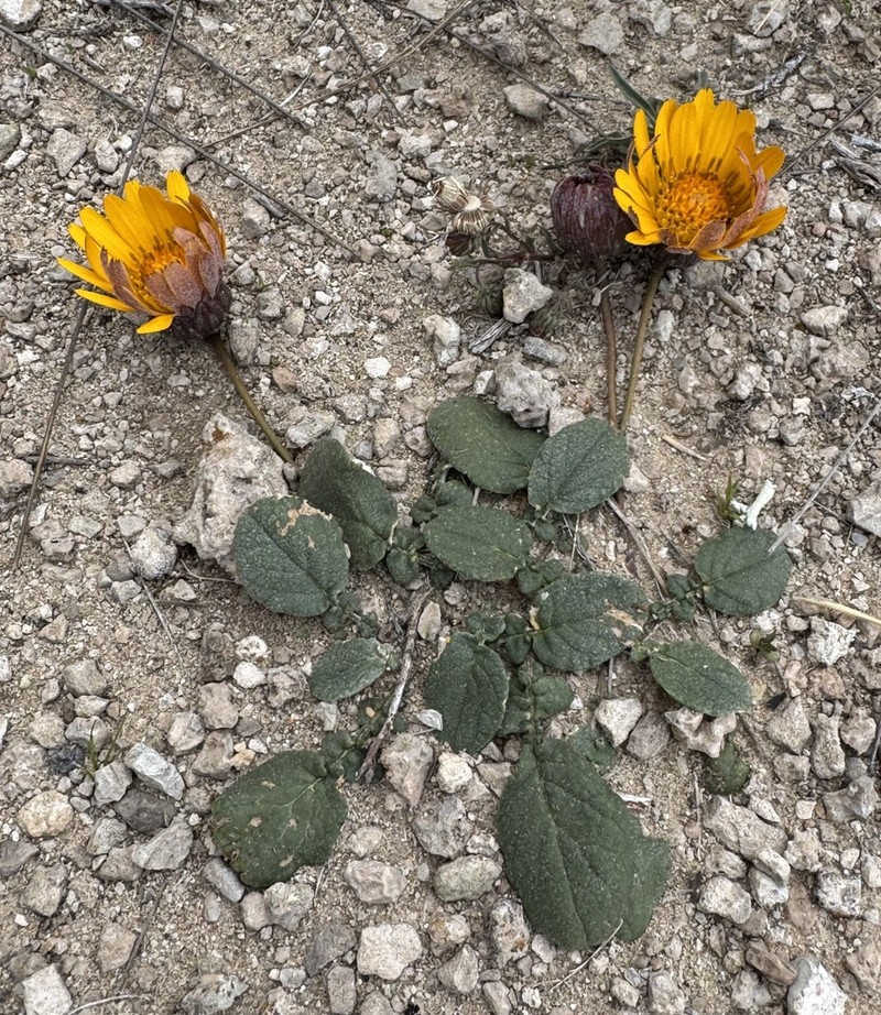 Trichocline auriculata photo 3