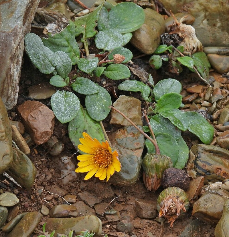 Trichocline auriculata photo 4