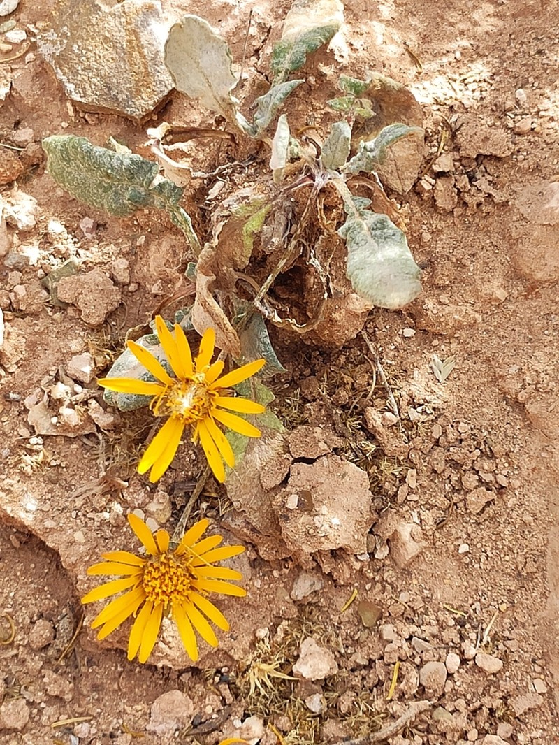 Trichocline auriculata photo 5