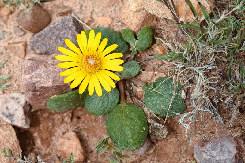 Trichocline auriculata photo 6