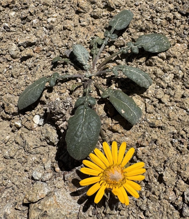 Trichocline auriculata photo 7