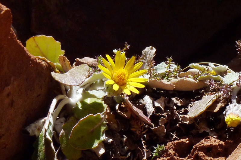 Trichocline auriculata photo 8