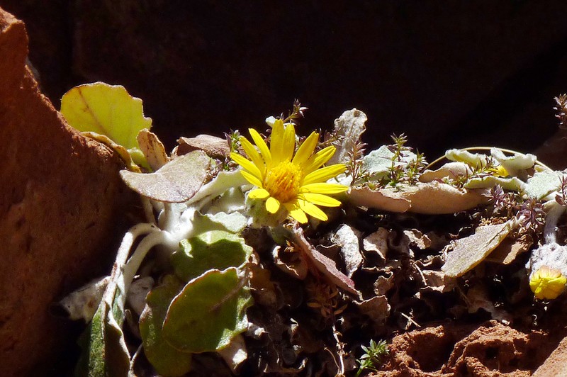 Trichocline auriculata var. auriculata photo 3