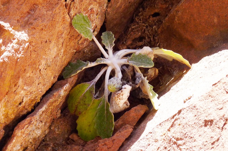Trichocline auriculata var. auriculata photo 4