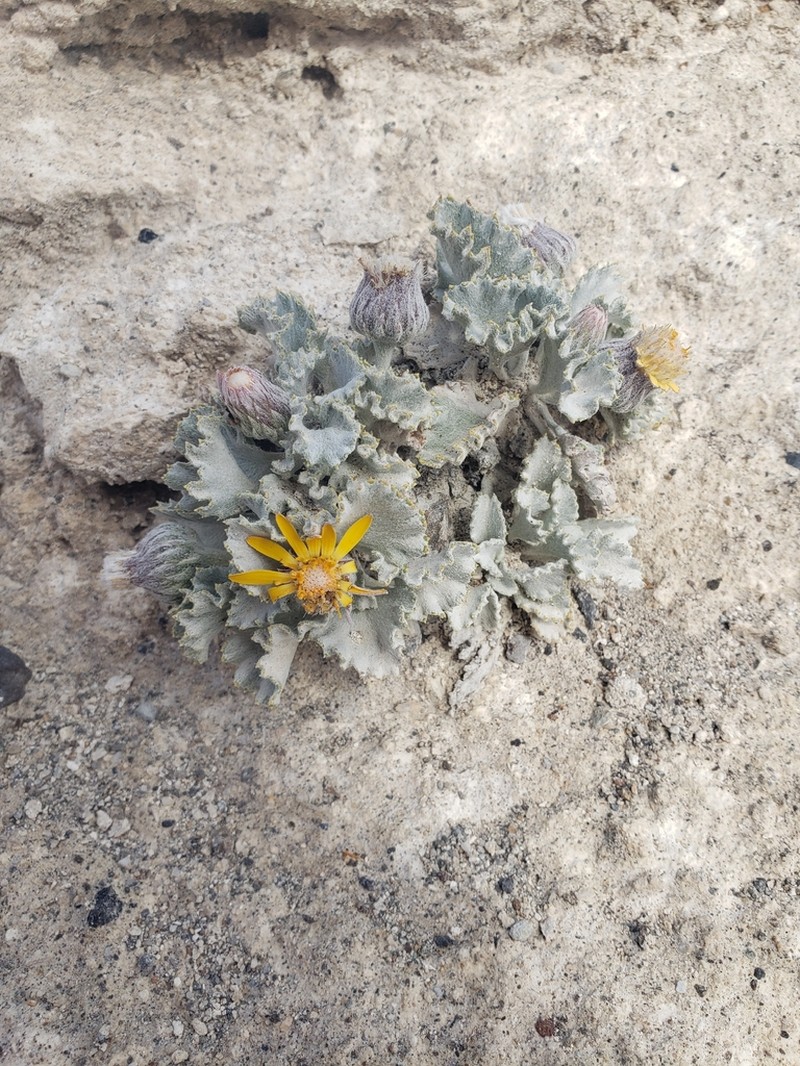 Trichocline boecheri