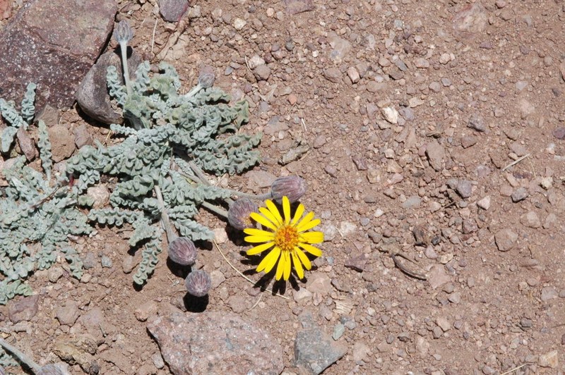 Trichocline boecheri photo 2