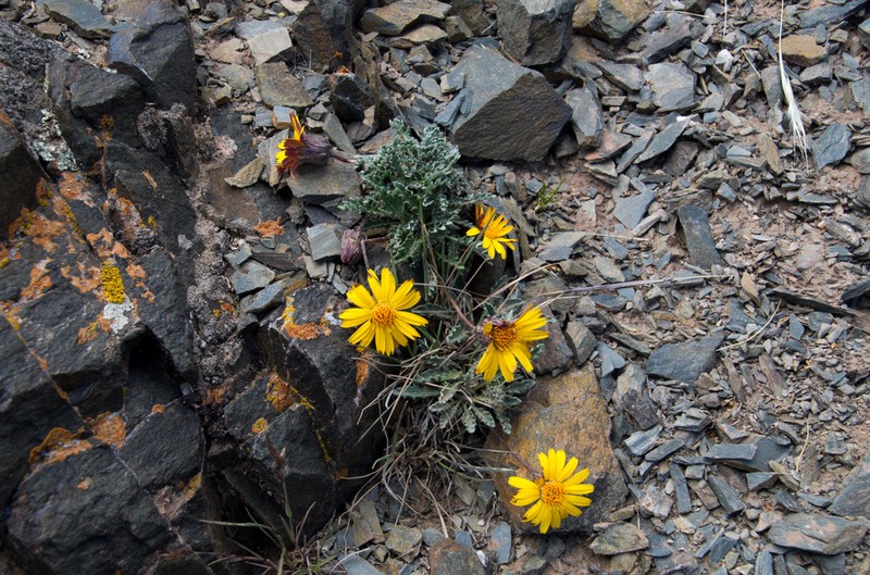 Trichocline boecheri photo 3