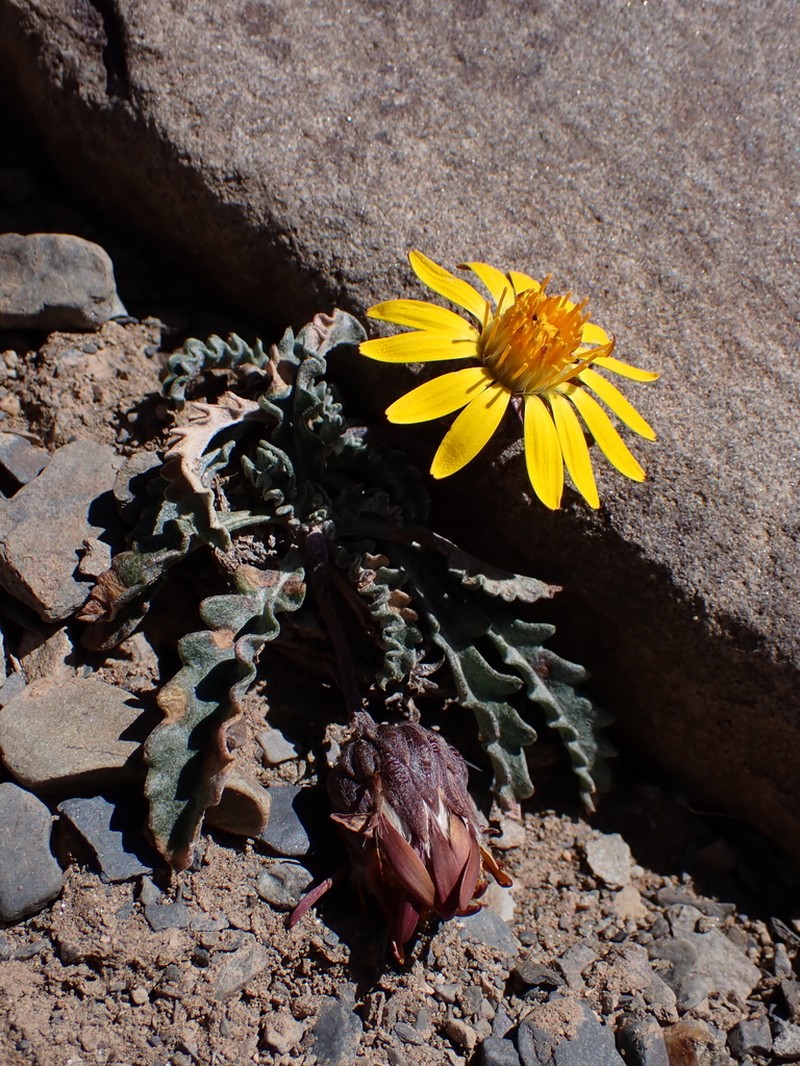 Trichocline boecheri photo 5
