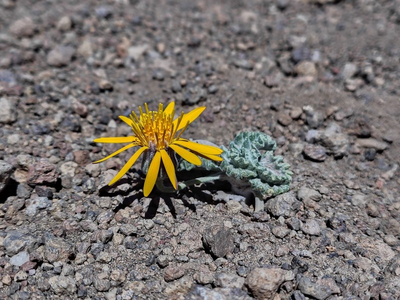 Trichocline boecheri photo 6