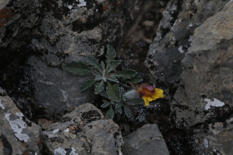 Trichocline boecheri photo 7