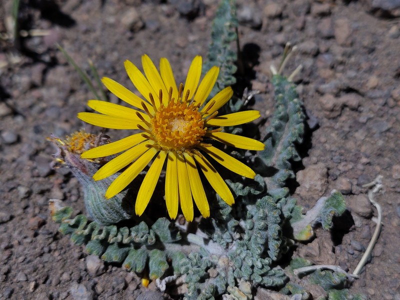 Trichocline boecheri photo 8