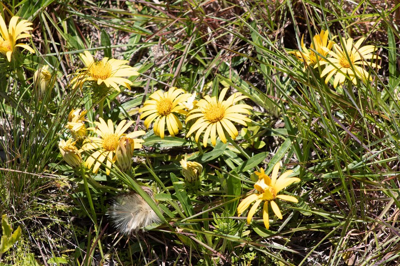 Trichocline catharinensis