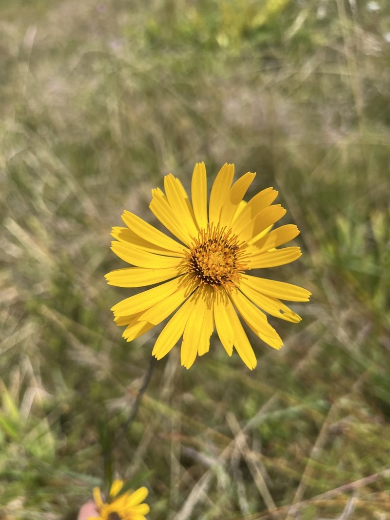 Trichocline catharinensis photo 2