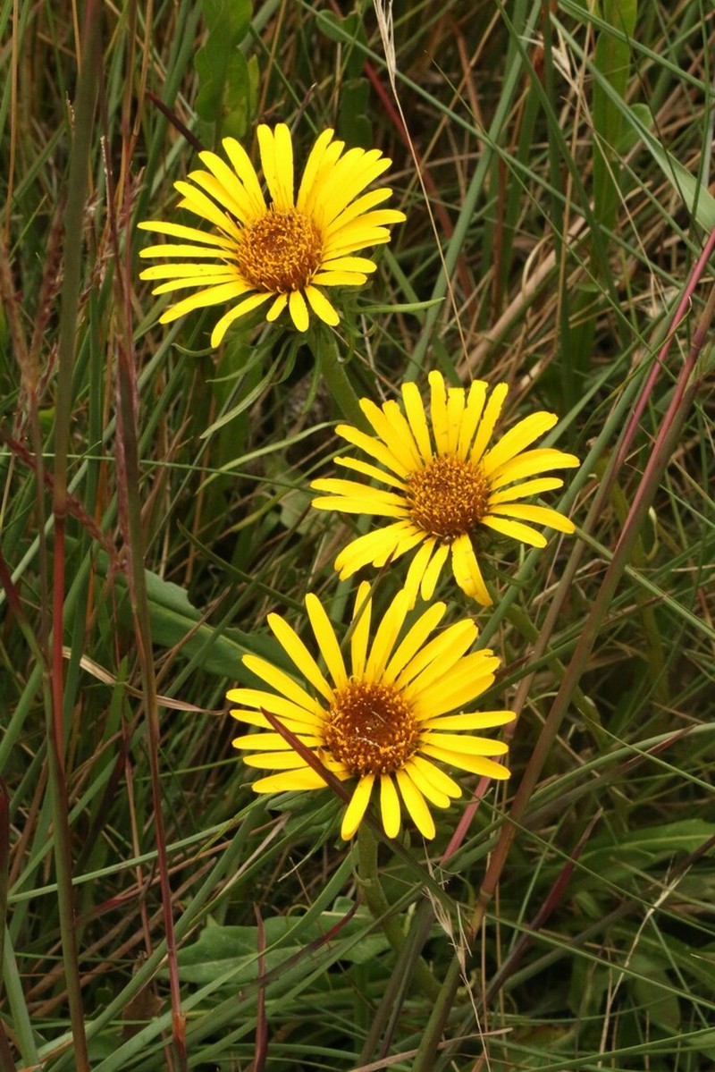 Trichocline catharinensis photo 3