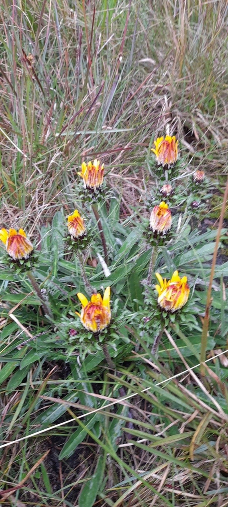 Trichocline catharinensis photo 4
