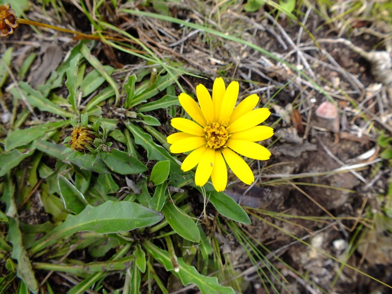 Trichocline catharinensis photo 5