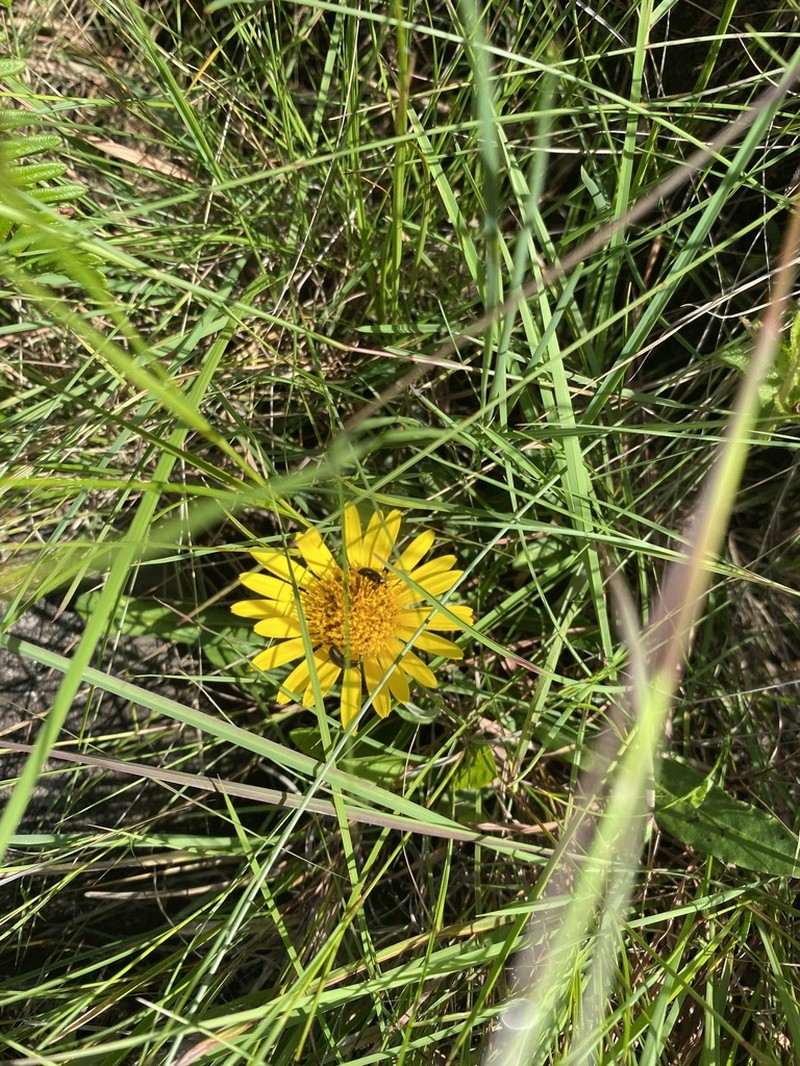 Trichocline catharinensis photo 7
